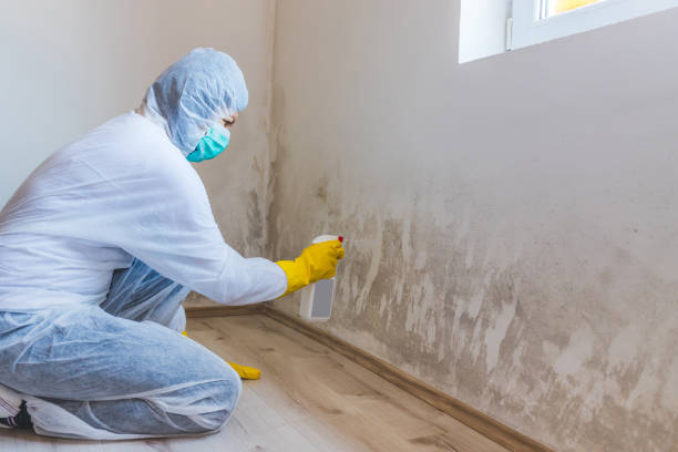 Licensed Attic Mold Remediation service in Beaverton, MI - Car Mold Remediation