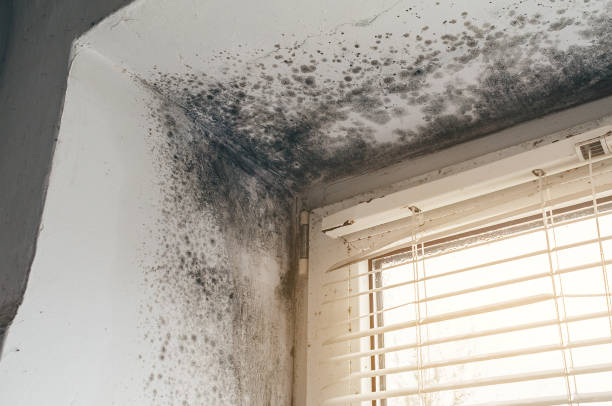 Affordable Attic Mold Remediation solutions in Beaverton, MI
