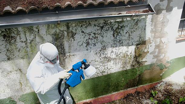 Top rated local Attic Mold Remediation specialists in Beaverton, MI